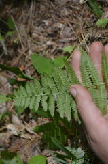 Amauropelta noveboracensis