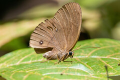 Satyrinae