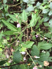 Desmodium