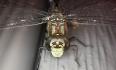 Aeshna tuberculifera