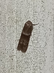 Pigritia
