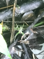 Leucauge celebesiana
