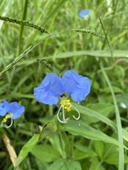 Commelina