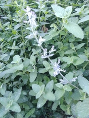Nepeta cataria