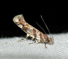 Aristotelia amelanchierella