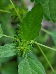 Acalypha