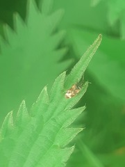 Anthocoris nemorum