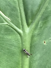 Teleopsis quadriguttata