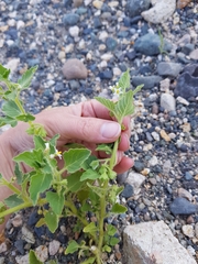Solanum physalifolium nitidibaccatum