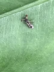 Teleopsis quadriguttata