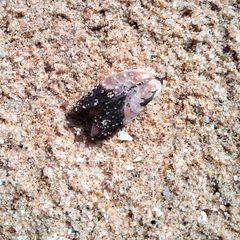 Donacidae
