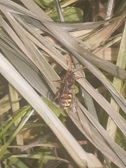 Nomada