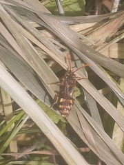 Nomada