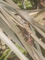 Nomada