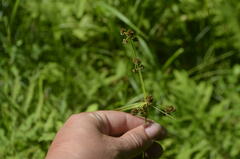Scirpus hattorianus