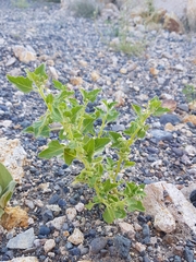Solanum physalifolium nitidibaccatum