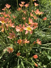 Moraea flaccida