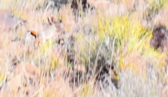 Pronolagus saundersiae