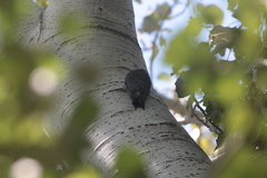 Sphyrapicus thyroideus