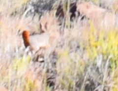 Pronolagus saundersiae