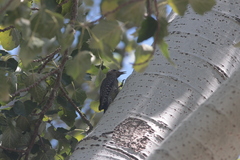 Sphyrapicus thyroideus