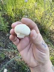 Lycoperdon perlatum