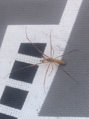 Tetragnatha versicolor