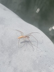 Tetragnatha versicolor