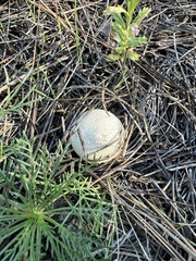 Lycoperdon perlatum