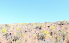 Pronolagus saundersiae