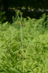 Scirpus hattorianus