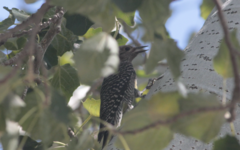 Sphyrapicus thyroideus