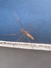 Tetragnatha versicolor