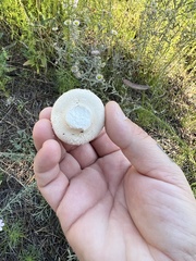 Lycoperdon perlatum