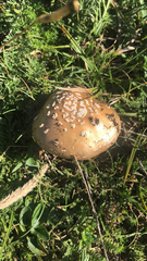 Amanita pantherina