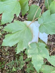 Acer rubrum drummondii