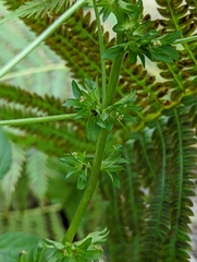 Acalypha