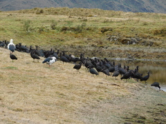 Oressochen melanopterus