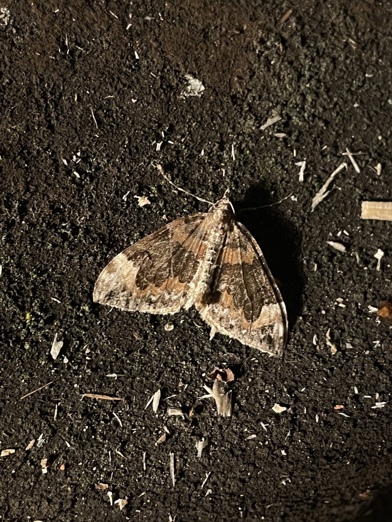 Dark Marbled Carpet from Гдовский район, Псковская область, RU on