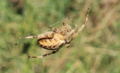 Araneus diadematus