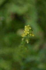 Agrimonia gryposepala