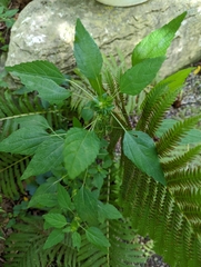 Acalypha