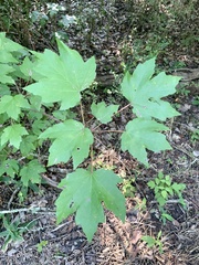 Acer rubrum drummondii
