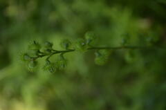 Agrimonia gryposepala