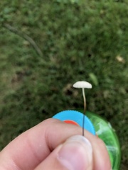 Marasmius