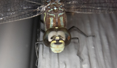 Aeshna tuberculifera