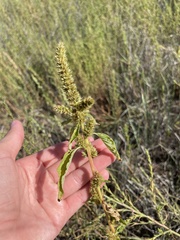 Amaranthus