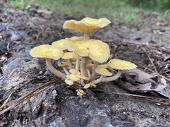Desarmillaria