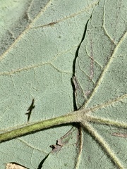 Acer rubrum drummondii