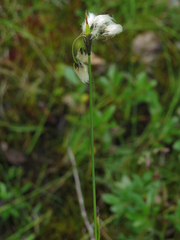 Eriophorum latifolium